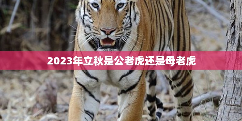 2023年立秋是公老虎还是母老虎