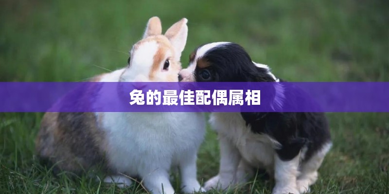兔的最佳配偶属相