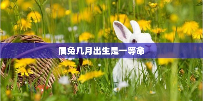 属兔几月出生是一等命