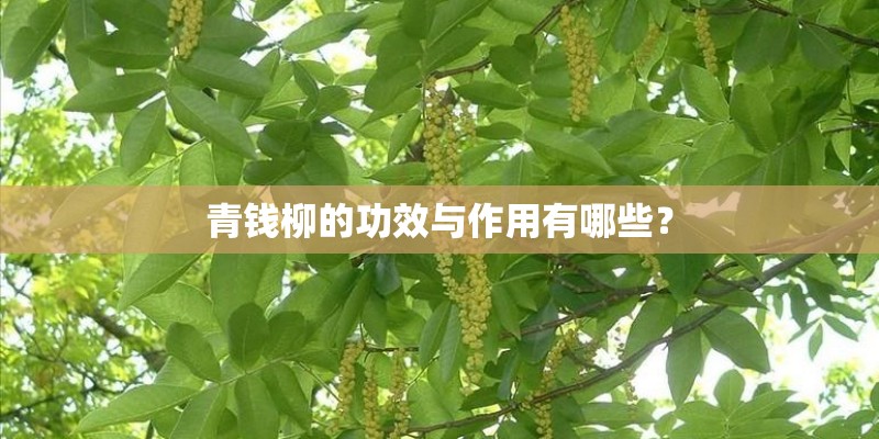 梁祝简谱