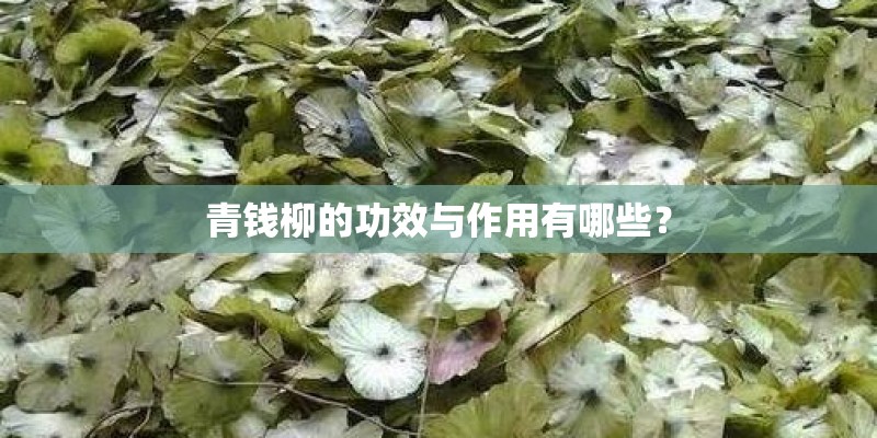 青钱柳的功效与作用有哪些？